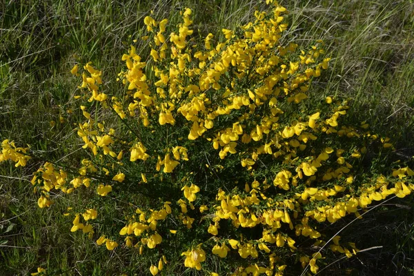 Közelről Cytisus Scoparius Közönséges Seprű Vagy Skót Seprű Virágzó Sárga — Stock Fotó