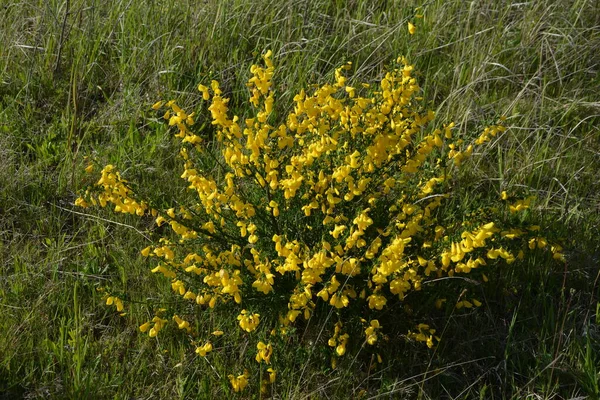 Gros Plan Branche Des Fleurs Jaunes Florissantes Cytisus Scoparius Balai — Photo