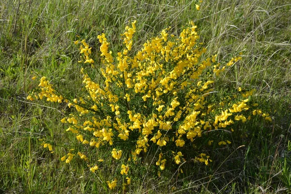 Close Branch Blooming Yellow Flowers Cytisus Scoparius Common Broom Scotch — Stock Photo, Image