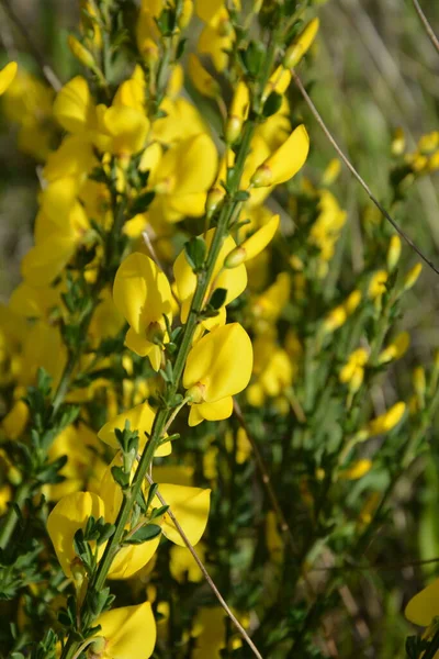 Primer Plano Rama Flores Amarillas Florecientes Cytisus Scoparius Escoba Común — Foto de Stock