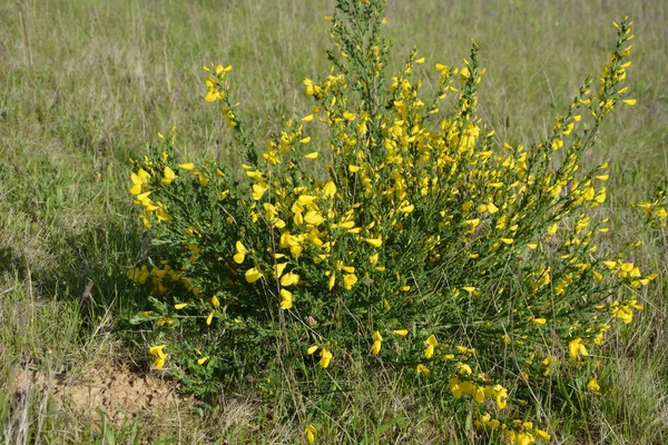 Detailní Záběr Větve Kvetoucích Žlutých Květů Cytisus Scoparius Obyčejného Koštěte — Stock fotografie