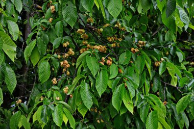 Karaağaç yaprakları ve tohumları. Karaağaç çiçekleri, İlkbaharda karaağaç meyveli dallar.