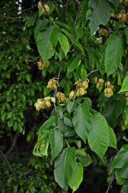 Karaağaç yaprakları ve tohumları. Karaağaç çiçekleri, İlkbaharda karaağaç meyveli dallar.
