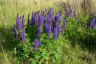 Pembe mor ve mavi çiçekli Lupinus tarlası. Lupin tarlası. Çayırda mor ve pembe lupin. Lupine değerli yem ve süs bitkisi..