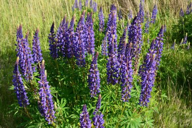 Pembe mor ve mavi çiçekli Lupinus tarlası. Lupin tarlası. Çayırda mor ve pembe lupin. Lupine değerli yem ve süs bitkisi..