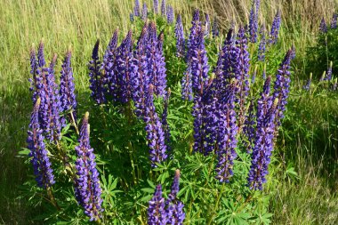 Pembe mor ve mavi çiçekli Lupinus tarlası. Lupin tarlası. Çayırda mor ve pembe lupin. Lupine değerli yem ve süs bitkisi..