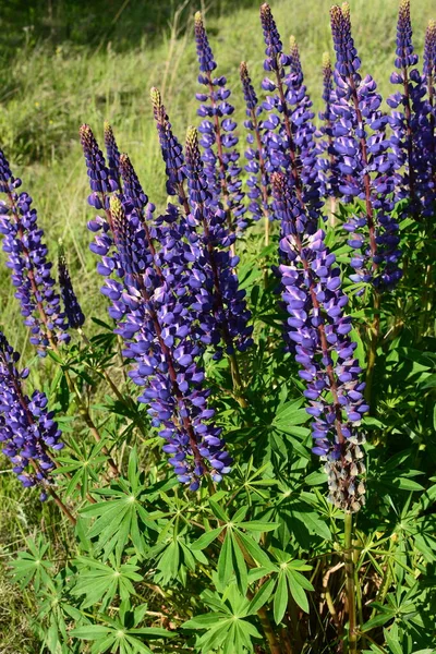 紫と青の花とルピナスのフィールド ルピナスの畑だ 牧草地でバイオレットとピンクのルパン ルパン貴重な飼料と観賞用植物 — ストック写真