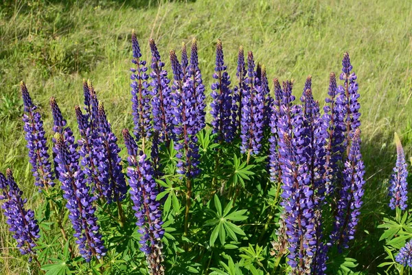 Champ Lupin Avec Des Fleurs Roses Violettes Bleues Champ Lupins — Photo