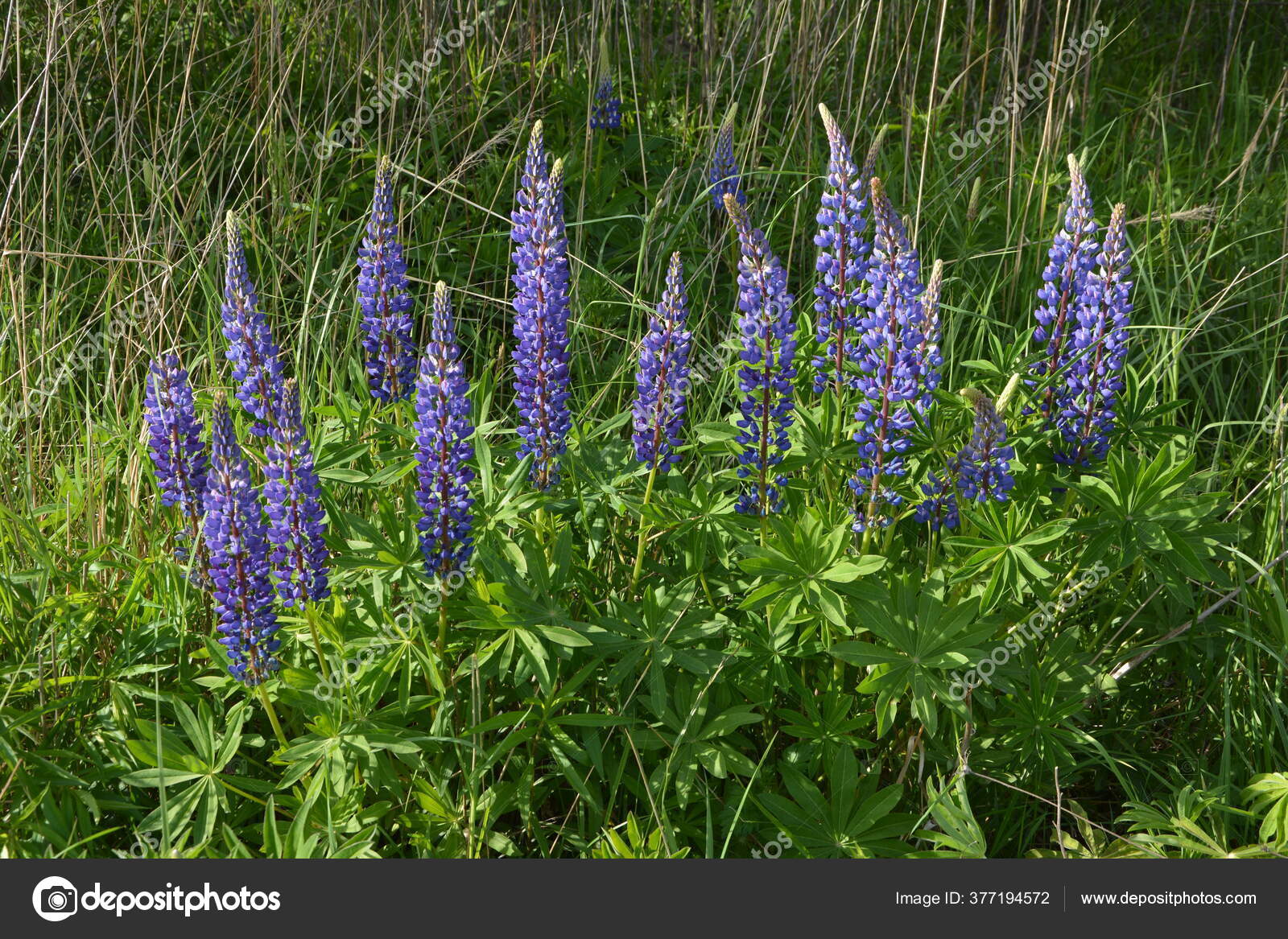 Lupinus Feld Mit Rosa Lila Und Blauen Blüten Ein Lupinenfeld