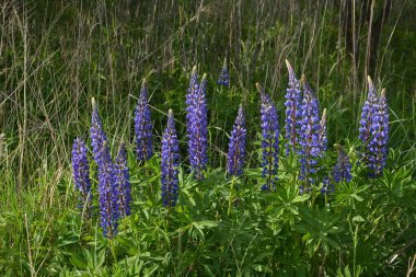 Pembe mor ve mavi çiçekli Lupinus tarlası. Lupin tarlası. Çayırda mor ve pembe lupin. Lupine değerli yem ve süs bitkisi..