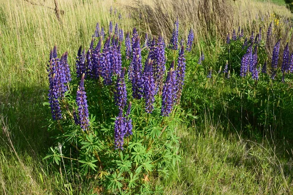 Pole Lupinus Różowymi Fioletowymi Niebieskimi Kwiatami Pole Łubinu Fioletowy Różowy — Zdjęcie stockowe