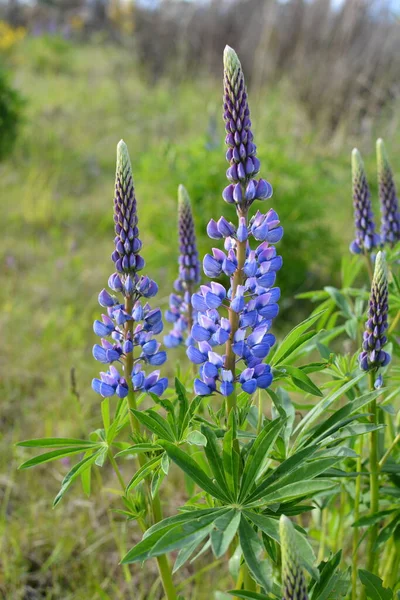 Lupinus Veld Met Roze Paarse Blauwe Bloemen Een Veld Met — Stockfoto