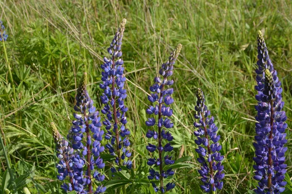 Lupinus Feld Mit Rosa Lila Und Blauen Blüten Ein Lupinenfeld — Stockfoto