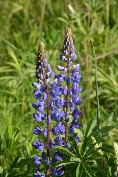 Pole Lupinus Różowymi Fioletowymi Niebieskimi Kwiatami Pole Łubinu Fioletowy Różowy — Zdjęcie stockowe