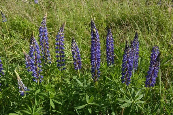 Champ Lupin Avec Des Fleurs Roses Violettes Bleues Champ Lupins — Photo