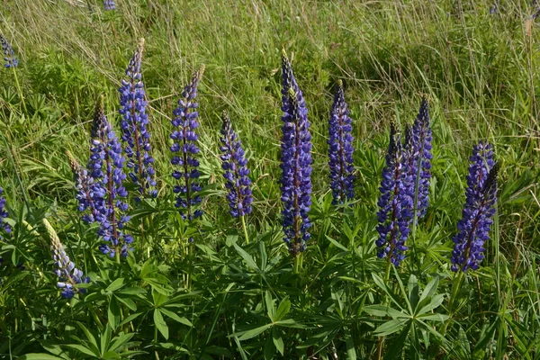 Pole Lupinus Różowymi Fioletowymi Niebieskimi Kwiatami Pole Łubinu Fioletowy Różowy — Zdjęcie stockowe