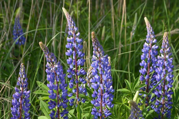 Lupinus Veld Met Roze Paarse Blauwe Bloemen Een Veld Met — Stockfoto