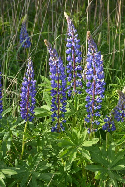 Pole Lupinus Różowymi Fioletowymi Niebieskimi Kwiatami Pole Łubinu Fioletowy Różowy — Zdjęcie stockowe