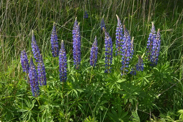 紫と青の花とルピナスのフィールド ルピナスの畑だ 牧草地でバイオレットとピンクのルパン ルパン貴重な飼料と観賞用植物 — ストック写真