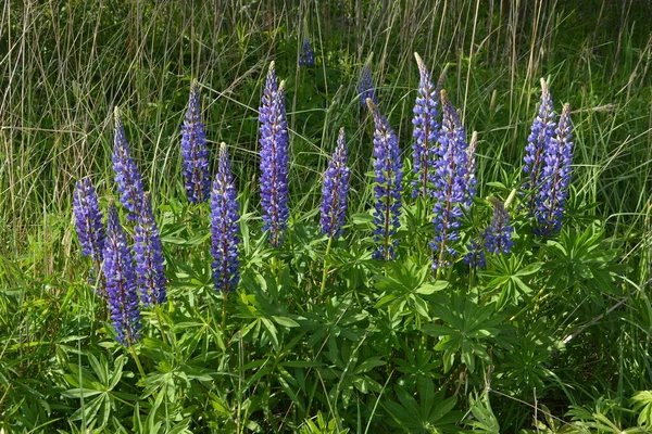 卢皮努斯田野 有粉红色的紫色和蓝色的花 一片松柏地 草地上的紫罗兰和粉红羽扇豆 卢平珍贵的饲料和观赏植物 — 图库照片