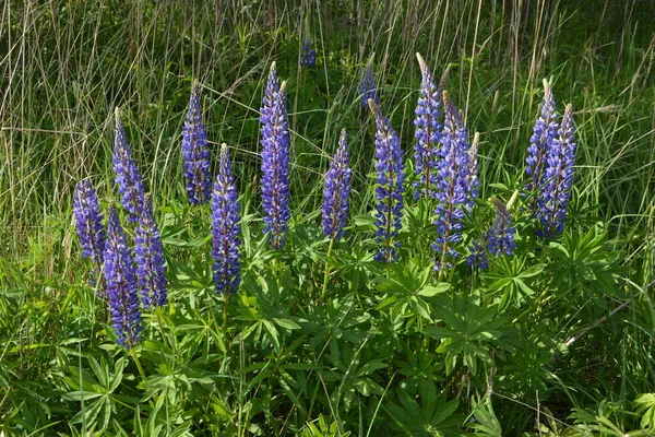 紫と青の花とルピナスのフィールド ルピナスの畑だ 牧草地でバイオレットとピンクのルパン ルパン貴重な飼料と観賞用植物 — ストック写真