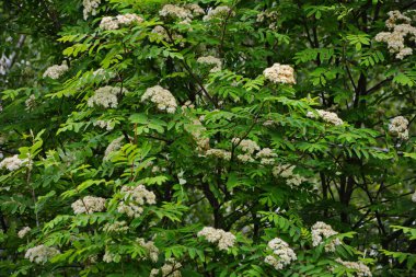 Güneşli bir bahar gününde, açık havada, beyaz çiçekli bir dağ külünün dalı. Bahar günü yeşil yapraklı dağ küllerinin çiçeklenmesi..