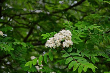 Güneşli bir bahar gününde, açık havada, beyaz çiçekli bir dağ külünün dalı. Bahar günü yeşil yapraklı dağ küllerinin çiçeklenmesi..