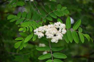 Güneşli bir bahar gününde, açık havada, beyaz çiçekli bir dağ külünün dalı. Bahar günü yeşil yapraklı dağ küllerinin çiçeklenmesi..