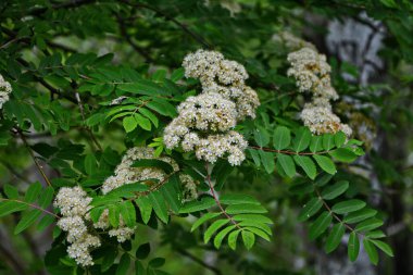 Güneşli bir bahar gününde, açık havada, beyaz çiçekli bir dağ külünün dalı. Bahar günü yeşil yapraklı dağ küllerinin çiçeklenmesi..