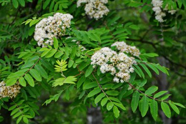 Güneşli bir bahar gününde, açık havada, beyaz çiçekli bir dağ külünün dalı. Bahar günü yeşil yapraklı dağ küllerinin çiçeklenmesi..