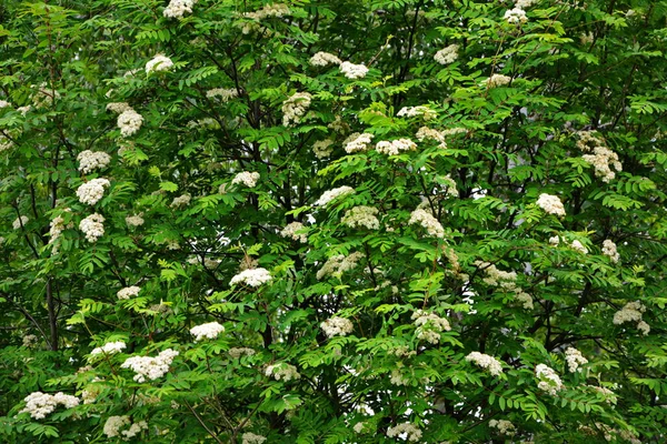 Ramo Uma Cinza Montanha Floração Branca Dia Primavera Ensolarado Close — Fotografia de Stock