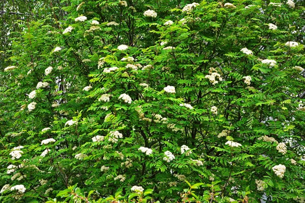 Zweig Einer Weiß Blühenden Eberesche Sonnigen Frühlingstagen Freien Aus Nächster — Stockfoto