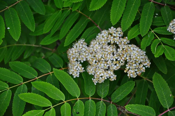 Branch White Flowering Mountain Ash Sunny Spring Day Outdoor Closeup — Stock Photo, Image