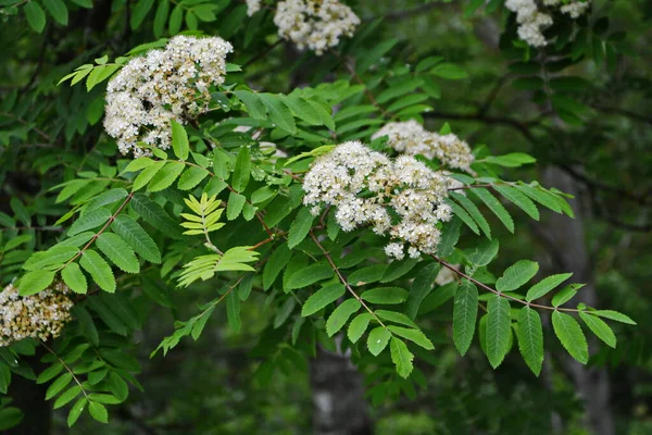 Branch White Flowering Mountain Ash Sunny Spring Day Outdoor Closeup — Stock Photo, Image