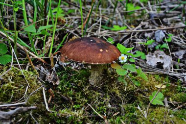 Kavak ormanında yetişen yabani bolete mantarı Leccinum duriusculum. Yenilebilir mantar, doğal durumda..