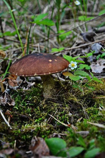 Vild Bolete Svamp Leccinum Duriusculum Växer Poppelskogen Ätlig Svamp Naturligt — Stockfoto