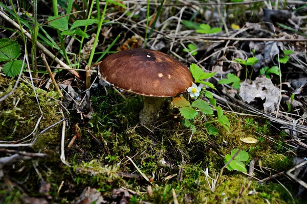 生长在杨树林中的野生蘑菇杜鹃 食用蘑菇 自然状态 — 图库照片