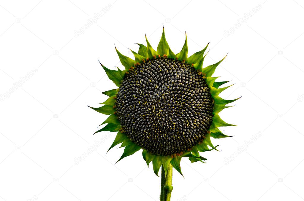 Mature sunflower with black seeds on a white background. Sunflower natural background. Sunflower blooming. Close-up of sunflower.