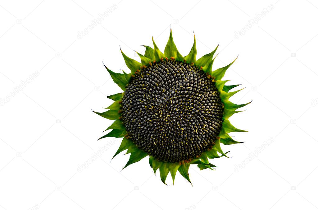 Mature sunflower with black seeds on a white background.Sunflower natural background. Sunflower blooming. Close-up of sunflower.