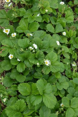 Çiçek açan çilek çiftliği. Samanla samanlanmış çilek sıraları. Bahçede çilek öğütüyorum..
