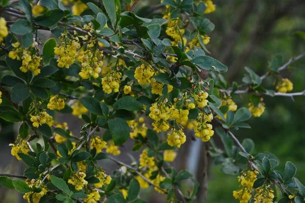 Blühender Strauch Der Berberis Vulgaris Auch Berberitze Europäische Berberitze Oder — Stockfoto