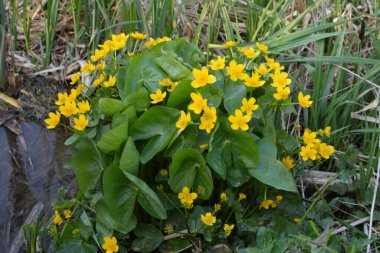 Bahar bitkisi kadife çiçeği (Caltha palustris) bataklıkta güzel bir şekilde çiçek açar..