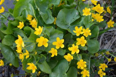 Bahar bitkisi kadife çiçeği (Caltha palustris) bataklıkta güzel bir şekilde çiçek açar..
