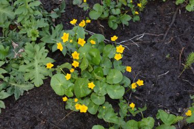 Bahar bitkisi kadife çiçeği (Caltha palustris) bataklıkta güzel bir şekilde çiçek açar..