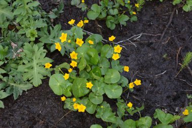Bahar bitkisi kadife çiçeği (Caltha palustris) bataklıkta güzel bir şekilde çiçek açar..