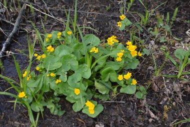 Bahar bitkisi kadife çiçeği (Caltha palustris) bataklıkta güzel bir şekilde çiçek açar..