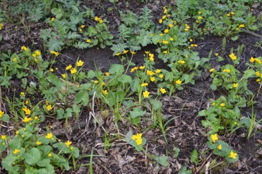 Bahar bitkisi kadife çiçeği (Caltha palustris) bataklıkta güzel bir şekilde çiçek açar..