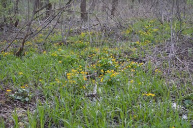 Bahar bitkisi kadife çiçeği (Caltha palustris) bataklıkta güzel bir şekilde çiçek açar..