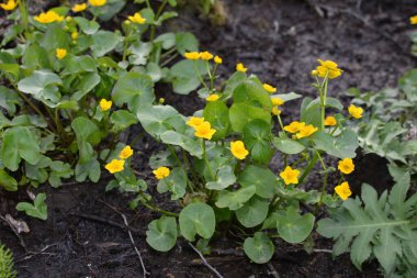Bahar bitkisi kadife çiçeği (Caltha palustris) bataklıkta güzel bir şekilde çiçek açar..