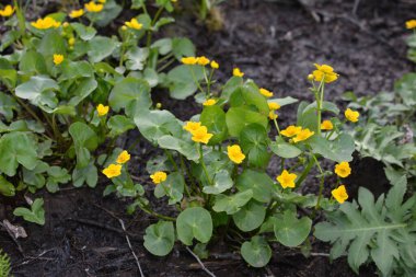 Bahar bitkisi kadife çiçeği (Caltha palustris) bataklıkta güzel bir şekilde çiçek açar..